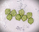 Czech Glass Beads: Pressed Leaves, Opaque Chartreuse w/ Gold Wash,12X15mm, Bag of 8 beads