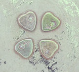 Czech Glass Beads: Shiney Pressed Heart, Pale Pink, AB Finish, W/Pressed Flower Imprint (Bag of 4 beads)